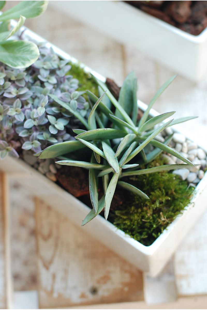福祿桐組合小盆景 Polyscias Arrangement